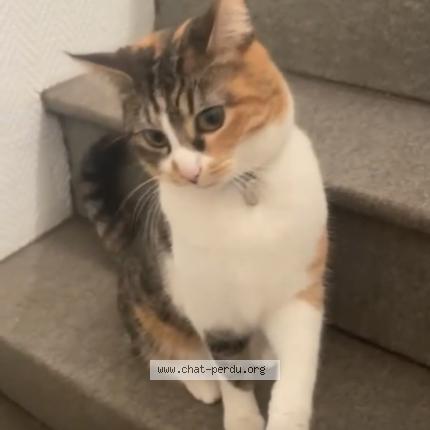 Photo de chat perdu à Drancy