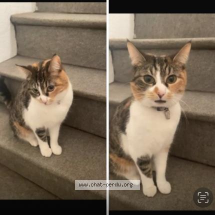 Photo 2/3 Chat retrouvé Perdu à Drancy