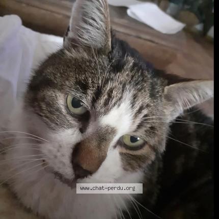 Photo 1/1 Chat retrouvé Perdu à Origny Sainte Benoite