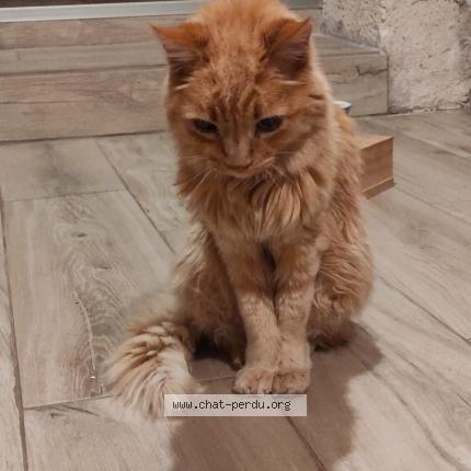 Photo de chat trouvé à Etriche