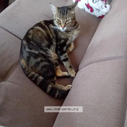 Photo de chat perdu à Fomerey
