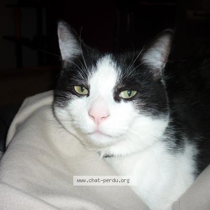 Photo de chat perdu à Creteil