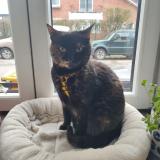 Photo de chat perdu à Berneau