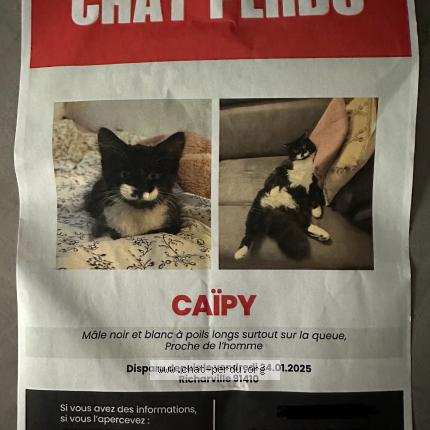 Photo de chat perdu à Richarville