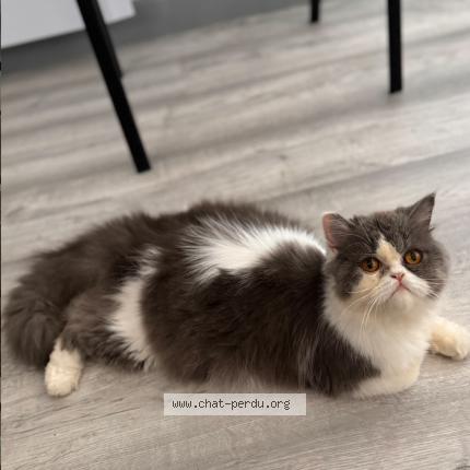 Photo de chat perdu à Ballainvilliers