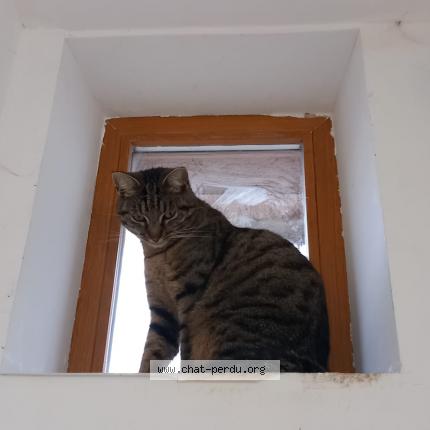 Photo 1/1 Mozart Chat perdu à Wittenheim