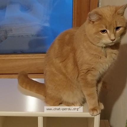Photo de chat perdu à Fayet Ronaye