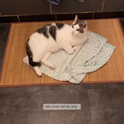 Photo 1/1 Diablo Chat perdu à Meauce