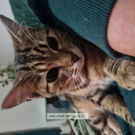 Photo 1/1 Chat retrouvé Perdu à Nort Sur Erdre