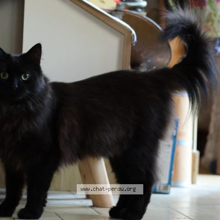 Photo 2/4 Chat retrouvé Perdu à Montfermeil