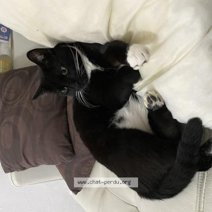Photo 1/1 Chat retrouvé Perdu à Petit Mars