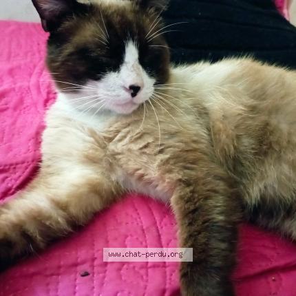 Photo 1/1 Chat retrouvé Perdu à Doussard