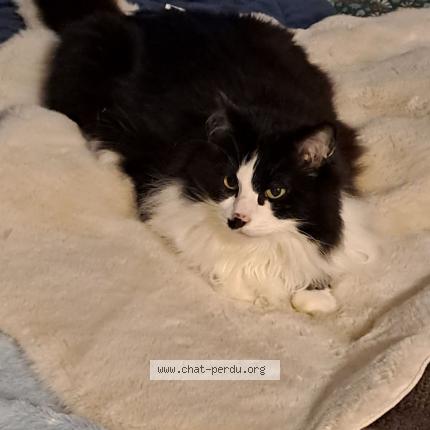 Photo 1/1 Chat retrouvé Perdu à Rozay En Brie
