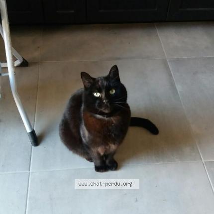 Photo 1/1 Chat retrouvé Perdu à Maisons Alfort