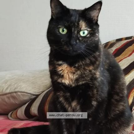 Photo de chat perdu à Herouville Saint Clair