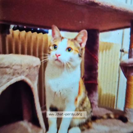 Photo 1/1 Chat retrouvé Perdu à Condat Sur Vienne