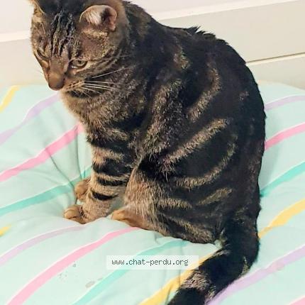 Photo 1/2 Zigzag Chat perdu à Toulouse