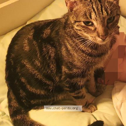 Photo 2/2 Zigzag Chat perdu à Toulouse