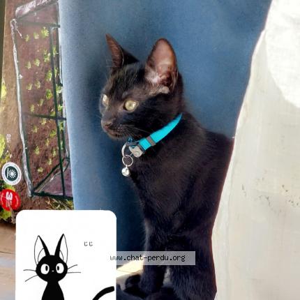 Photo 2/5 Chat retrouvé Perdu à Nimes