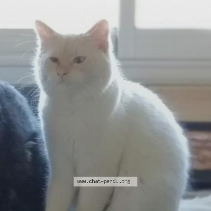 Photo 1/1 Sally Chat perdu à St gervais
