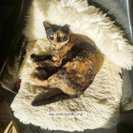 Photo de chat perdu à Rullac
