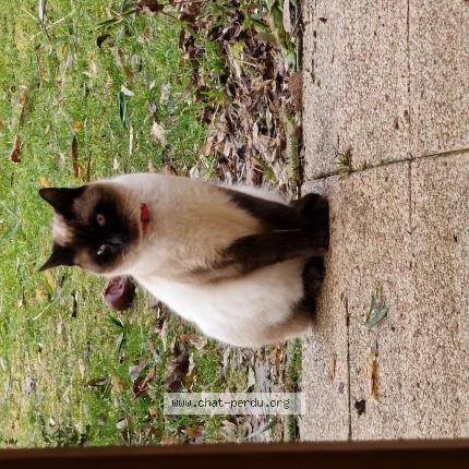 Photo 1/1 Chat retrouvé Perdu à Lure