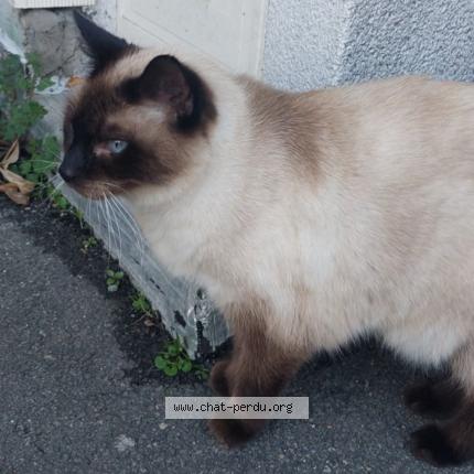 Photo 1/1 Chat retrouvé Perdu à Brest