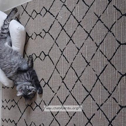 Photo de chat perdu à Divatte Sur Loire