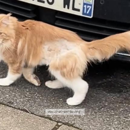Photo de chat trouvé à Torcy