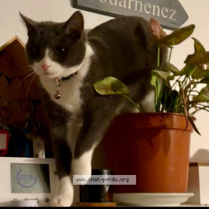 Photo 1/1 Chat retrouvé Perdu à Equeurdreville Hainneville