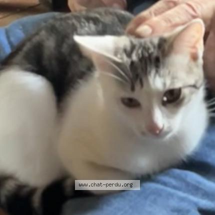 Photo de chat perdu à Tours