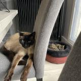 Photo de chat perdu à Sartrouville