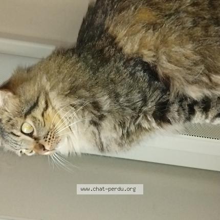 Photo de chat perdu à Cornebarrieu