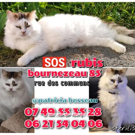 Photo de chat perdu à Bournezeau