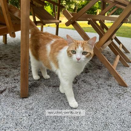 Photo 1/1 Chat retrouvé Perdu à Orleat
