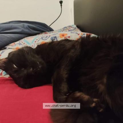 Photo de chat perdu à Echirolles