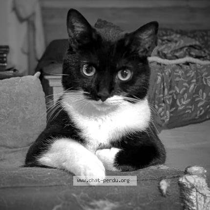 Photo 1/1 Chat retrouvé Perdu à Checy
