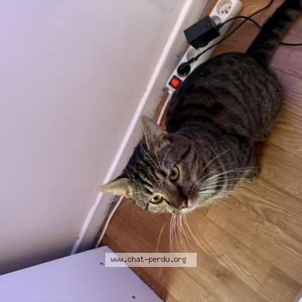 Photo 1/1 Chat retrouvé Perdu à Marquette Lez Lille