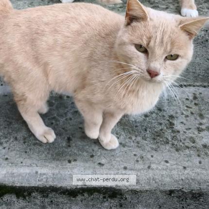 Photo 1/1 Rouquinette Chat perdu à Vervins