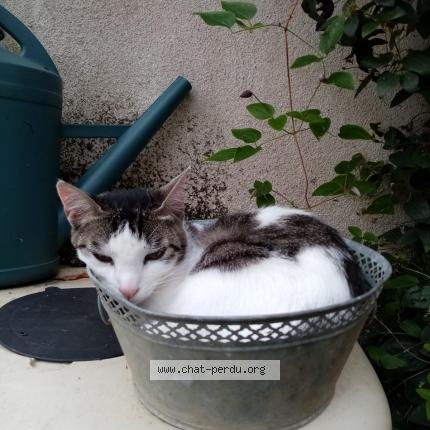 Photo 2/2 Chat retrouvé Perdu à Bias