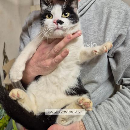 Photo de chat trouvé à Saint Galmier