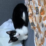 Photo de chat perdu à Vonnas