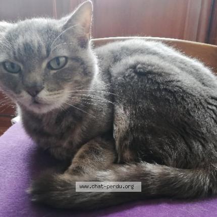 Photo 1/1 Minoute Chat perdu à Montigny les metz