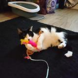 Photo de chat perdu à Voiron