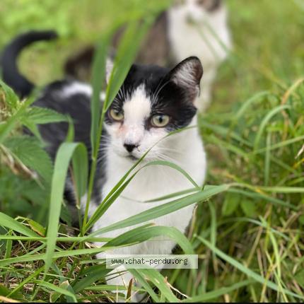 Photo de chat perdu à Frettes
