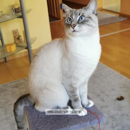 Photo 1/1 Chat retrouvé Perdu à Geneve