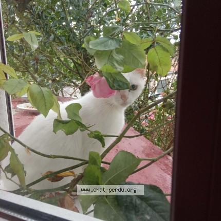 Photo de chat perdu à Beauvais