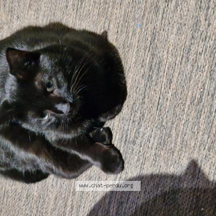Photo 1/1 Chat retrouvé Perdu à Auxelles Bas