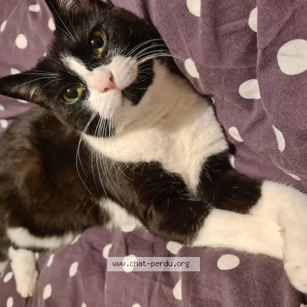 Photo 1/1 Freya Chat perdu à Montauban