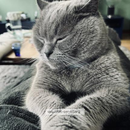 Photo 1/1 Chat retrouvé Perdu à Mauves Sur Loire